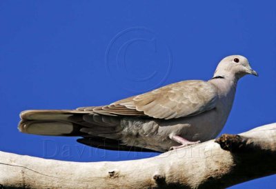 Eurasian Collared Dove_4808.jpg