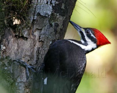 Pileated Woodpecker - female_4920.jpg