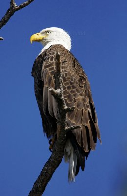 Bald Eagle - adult_4574.jpg