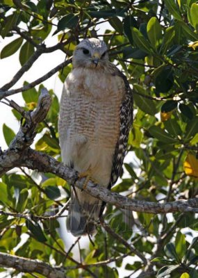 Red-shouldered Hawk - Florida adult_5095.jpg