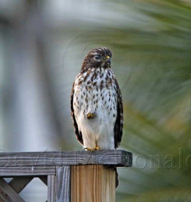 Red-shouldered hawk - Florida juvenile_4701.jpg