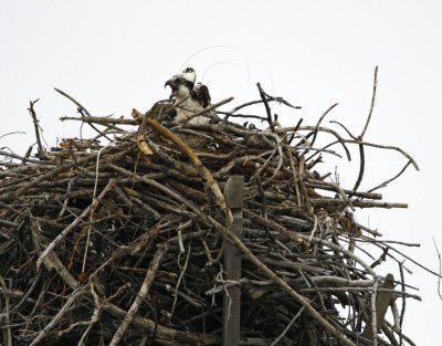 Osprey on Nest_4229.jpg