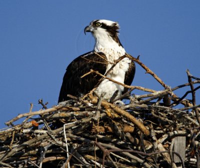 Osprey on nest - close up_4779.jpg