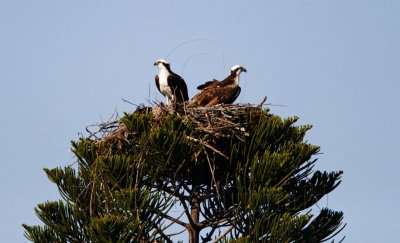 Osprey pair nest pine_4687.jpg