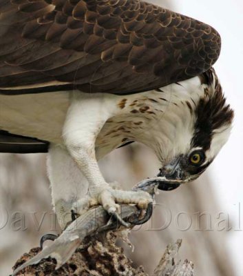 Osprey eating fish close up_4226.jpg