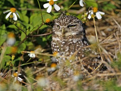 Burrowing Owl_4514.jpg