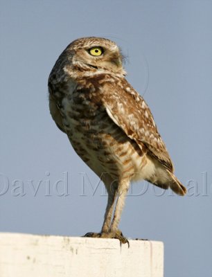 Burrowing Owl_6935.jpg