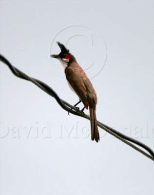 Red-whiskered Bulbul_2041.jpg