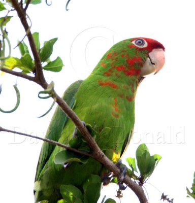 Mitred Parakeet_1670.jpg