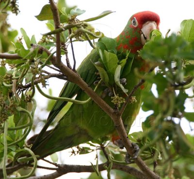 Mitred Parakeet_1641.jpg