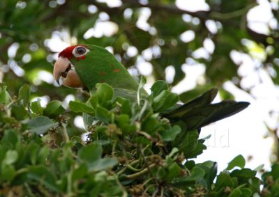 Scarlet-fronted Parakeet_1571.jpg