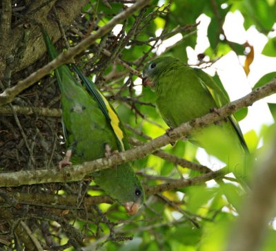 White-winged Parakeet_2092.jpg