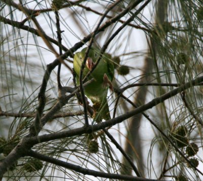 Yellow-chevroned Parakeet_1678.jpg