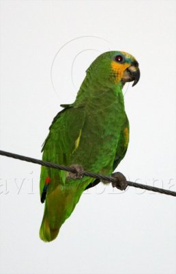 Orange-winged Amazon_1789.jpg