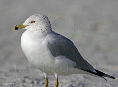 Ring-billed Gull - adult non-breeding_5015.jpg