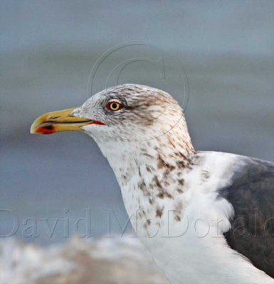 Lesser Black-backed Gull - detail_4739.jpg
