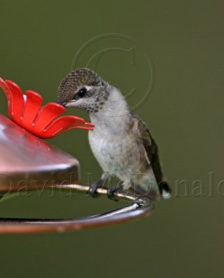 Black-chinned Hummingbird - female_2461.jpg
