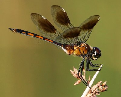 Four-spotted Pennant - female_3141.jpg