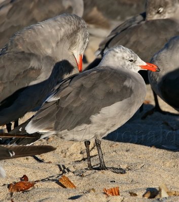 Heermann's Gull - non-breeding_3252.jpg