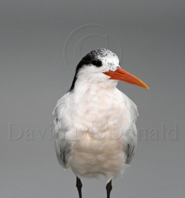 Elegant Tern - non-breeding_4725.jpg