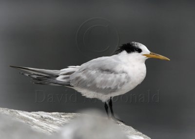 Elegant Tern - non-breeding_4719.jpg
