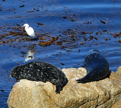 Harbor Seals_3596.jpg