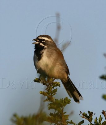 Black-throated Sparrow_5863.jpg