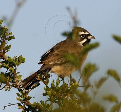 Black-throated Sparrow_5868.jpg
