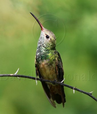 Buff-bellied Hummingbird_6742.jpg