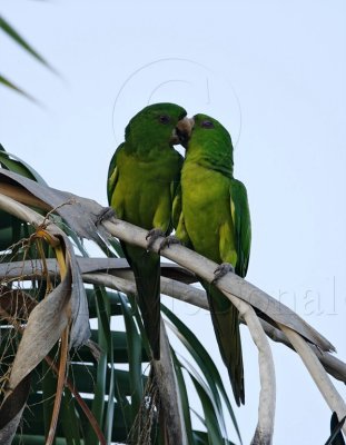 Green Parakeet_6290.jpg