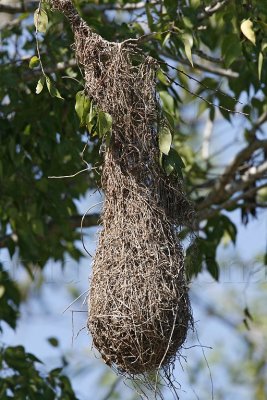 Altamira Oriole nest_6166.jpg