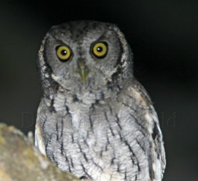 Eastern Screech-Owl_6375.jpg