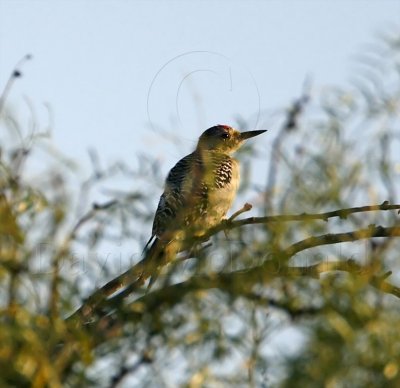 Golden-fronted Woodpecker - male_5871.jpg