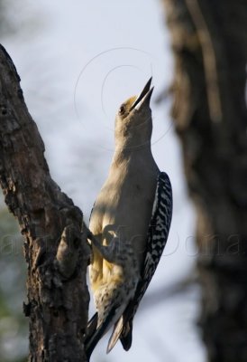 Golden-fronted Woodpecker - female_6696.jpg