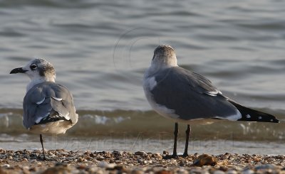 Franklin's  Laughing Gull - size comparison_7360.jpg