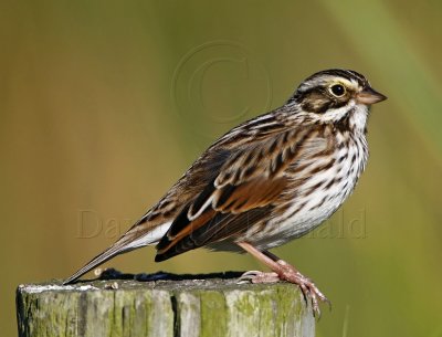 Savannah Sparrow_6913.jpg
