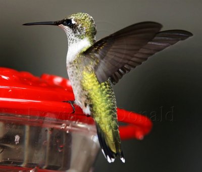 Ruby-throated Hummingbird - female_5519.jpg