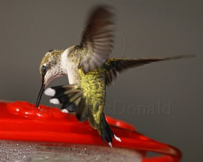 Ruby-throated Hummingbird - female_5412.jpg