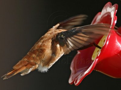 Rufous Hummingbird - male_7148.jpg