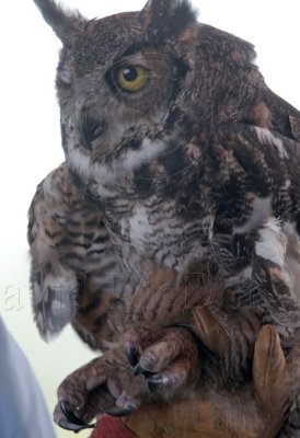 Great Horned Owl_0102.jpg