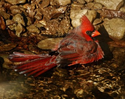 Cardinal - bathing in creek_7933.jpg
