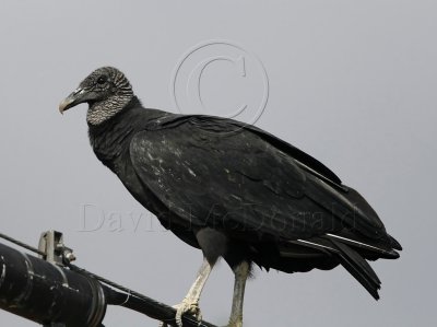 Black Vulture_8006.jpg