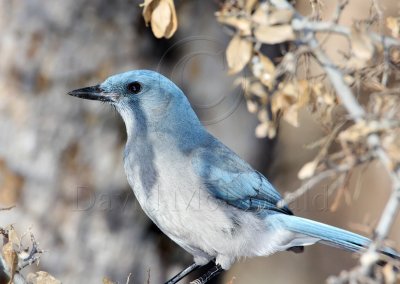 Mexican Jay_5446.jpg