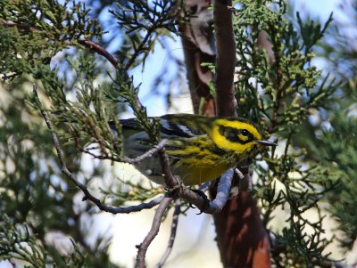 Townsend's Warbler - female_5539.jpg