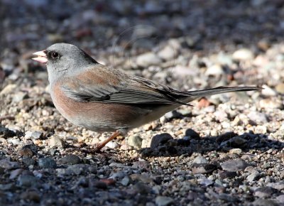 Dark-eyed Junco pink-sided_5504.jpg