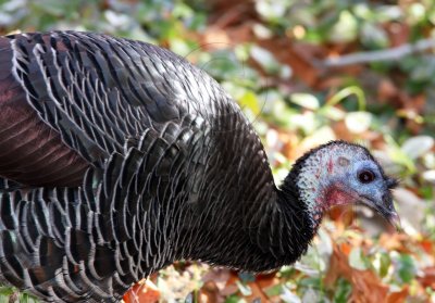 Wild Turkey_5587.jpg