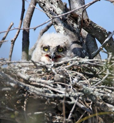 Great Horned Owl - baby_6771.jpg