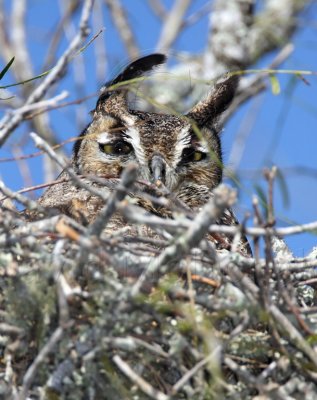 Great Horned Owl_6681.jpg
