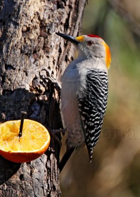 Golden-fronted Woodpecker - male_7333.jpg
