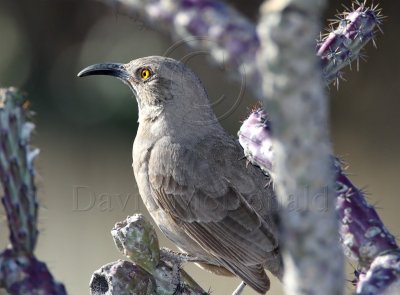 Curve-billed Thrasher_5797.jpg